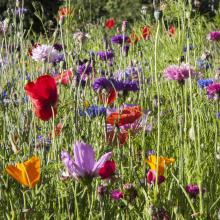 wild flowers